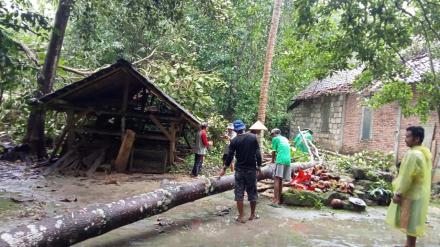 Pohon Tumbang Menimpa Rumah Warga di Kadireso
